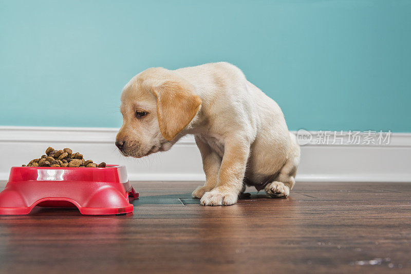 一只黄色的拉布拉多幼犬正在闻盘中的狗粮，- 7周大